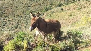 Man Reunited With Donkey After 2 Months [upl. by Treva]