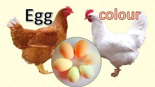 Egg colour white brown speckled blue  what makes the difference [upl. by Yenalem]