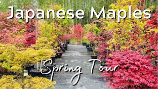 Japanese Maple Trees  Many Varieties  Spring  Tour [upl. by Blanding]