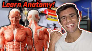 6 EASY WAYS TO LEARN MUSCLE ANATOMY [upl. by Crist280]