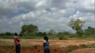 The African Baobab Tree Revealed  Adansonia Digitata [upl. by Aihk]