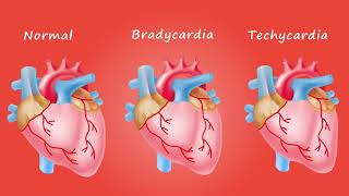 la fréquence cardiaque معدل ضربات القلب [upl. by Sergius]