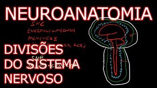 Aula Introdução à Neuroanatomia  Divisões do Sistema Nervoso  Neuroanatomia Humana 1 [upl. by Adnomar736]