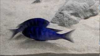 Placidochromis phenochilus Mdoka quotWhite Lipsquot  quotstrangequot mating dance [upl. by Ahsimek88]