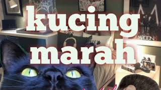 suara kucing marah pengusir tikus [upl. by Alemak]