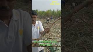 CO 86032 वरायटी 47 पेरे ऊस is Revolutionizing Farming [upl. by Ilah123]