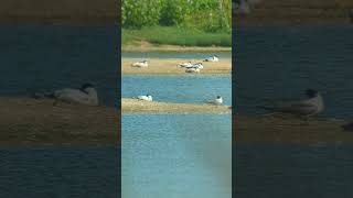 A fine collection of Blacktailed Godwits and Avocets at Minsmeres famous scrape [upl. by Hadihsar310]