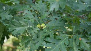 Quercus alba  White Oak [upl. by Petrie316]