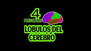 ¿Cuántos lóbulos tiene el cerebro 👨‍⚕️ estudiantesdemedicina [upl. by Thera430]