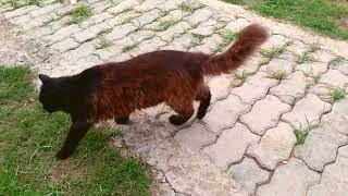 Cutest Black Maine Coon Meowing Cats Animal video [upl. by Rodgiva]