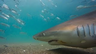 Sharks and Pelicans Feast on Millions of Fish  Seven Worlds One Planet  BBC Earth [upl. by Noteloc832]