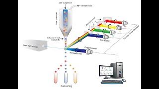 Flow cytometry introduction and sample preparation [upl. by Whiteley]