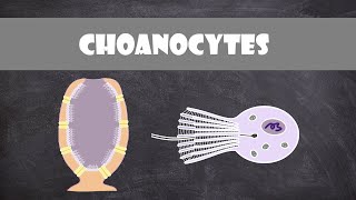 Choanocyte Structure amp Function  Invertebrate Biology [upl. by Elimay]