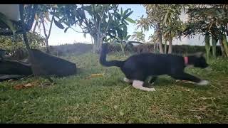 Black tuxedo feral cat loves playing with toy feathers sometime they share it with other cats [upl. by Ofloda636]