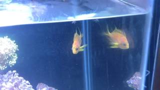 Borbonious Anthias aka Blotchy Anthias My Experience [upl. by Gilus]