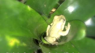 Australian Perons Tree Frog [upl. by Hallock]