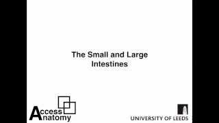 Small and Large Intestines [upl. by Ardnael]