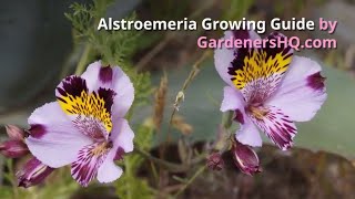 Alstroemeria Growing Guide by GardenersHQ [upl. by Ahselef]