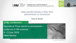 Malespecific lethality in flies from phenomenon to mechanism [upl. by Anot]