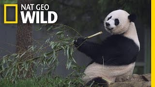 Giant Pandas 101  Nat Geo Wild [upl. by Annuahsal884]