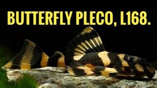 L168  Butterfly pleco [upl. by Nikita]