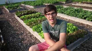 How to Grow High Intensity Lettuce From Seed to Harvest [upl. by Dellora516]