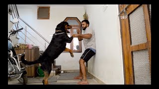 Playing with my Rottweiler [upl. by Sicnarf]