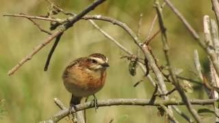 Braunkehlchen würgt Speiballen aus Eifel Sangweiher [upl. by Junko458]