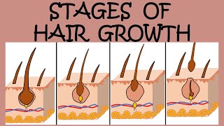 THE 4 STAGES OF HAIR GROWTH [upl. by Campos589]