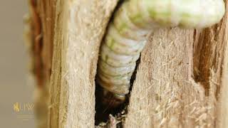 Carpenter Worms  From the Ground Up [upl. by Nnail]