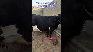 Girlando Cow Milk Capacity 30 L 1st Timer viralshort cow [upl. by Liahus]