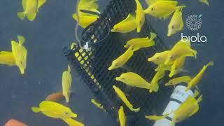 Biota captive bred Yellow Tang eat Nori [upl. by Voleta]