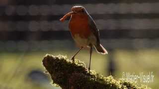 Le RougeGorge Familier  Erithacus rubecula [upl. by Auhsaj]