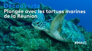 Découverte  plongée avec les tortues marines de la Réunion [upl. by Tunnell112]