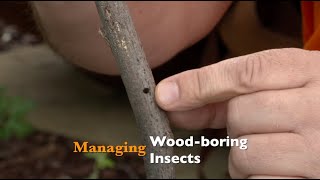 Managing WoodBoring Insects [upl. by Hsakiv300]