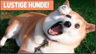 Lustige Hunde Videos Zum Totlachen 2018  🐶🐶  Lustige Videos zum Totlachen [upl. by Nedroj]