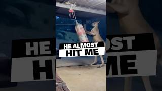 Muscular Fighting Kangaroo animals fighter funny shorts [upl. by Ecnaled]