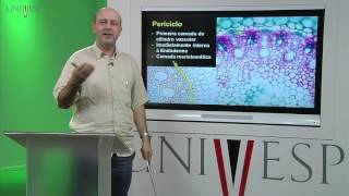 Morfologia Vegetal  Aula 11  Raiz  Anatomia [upl. by Ecnarretal]