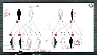 Color Blindness explained in a simple manner Principles of Inheritance and Variation Botany XII [upl. by Aisset313]