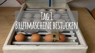 Projekt Hühnerhaltung Tag 1  Brutmaschine bestücken 🥚🐣🐥 Die GartenFarm [upl. by Placido]