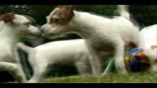 Dogs 101  Jack Russell [upl. by Witt]