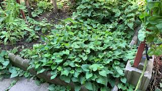 Harvested a lots different vegetables in gardening in Summer at Toronto Canada [upl. by Leith]