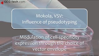 VSV Mokola Influence of pseudotyping in lentiviral vectors expriments [upl. by Sheppard864]