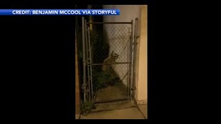 Caught on video Man filming baby raccoons gets attacked in Philadelphia [upl. by Dewie]