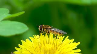 Hoverfly Syrphidae on spring plants  Wildlife Macro  Insects behavior  Diversity of Nature [upl. by Wareing]