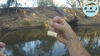 Murray Cod fishing using cheese for bait [upl. by Holmen]