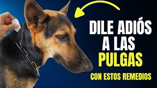 REMEDIOS CASEROS PARA ELIMINAR LAS PULGAS DE TU PERRO [upl. by Dusty]