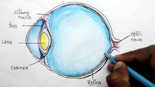 How to structure of human eye step by step for beginners [upl. by Esirahc]