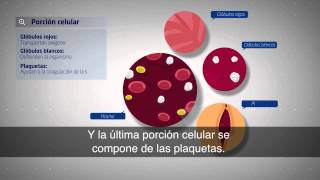 Cuerpo Humano ¿Qué ocurre cuando donamos sangre [upl. by Levi]