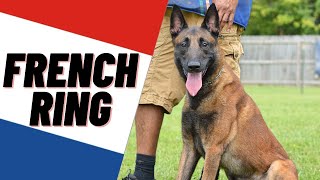 AMAZING BELGIAN MALINOIS TRAINING FRENCH RING DOG SPORT  ANDY KRUEGER [upl. by Streeto]